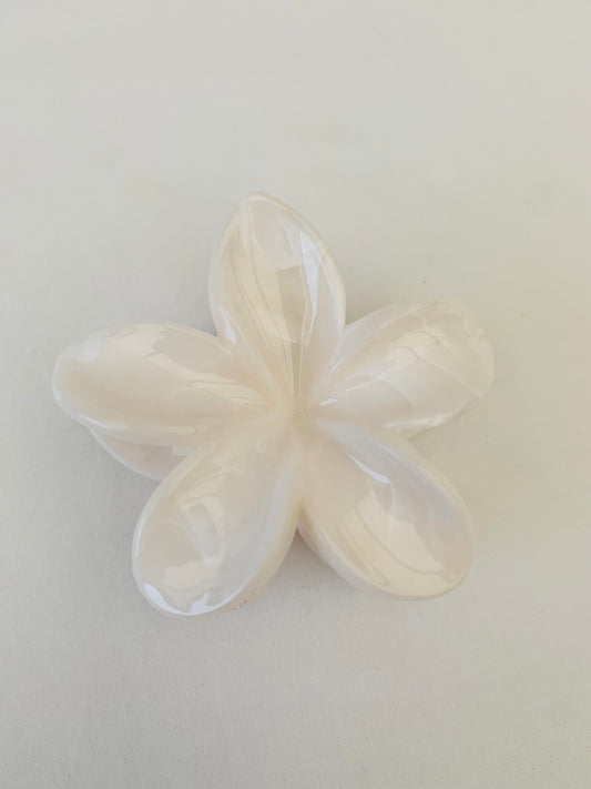 Haarklem ‘white bloom’